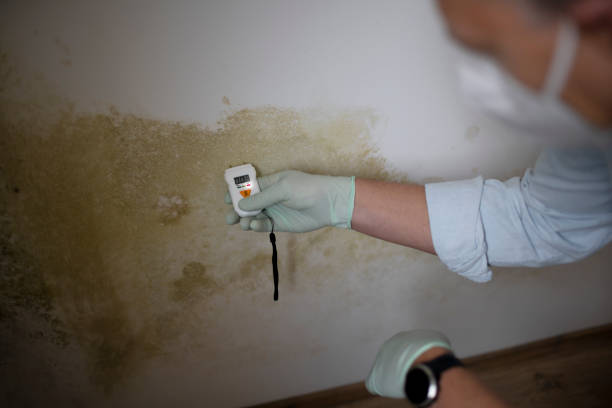 Best Certified Mold Removal  in Unionville, MO